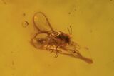 Fossil Beetle, Flies, Leaf & Wasp In Baltic Amber #120655-4